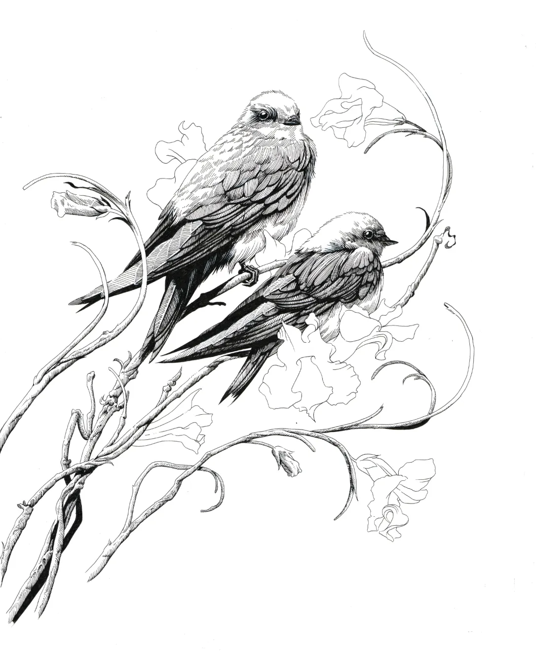 SWALLOWS - Regular Color