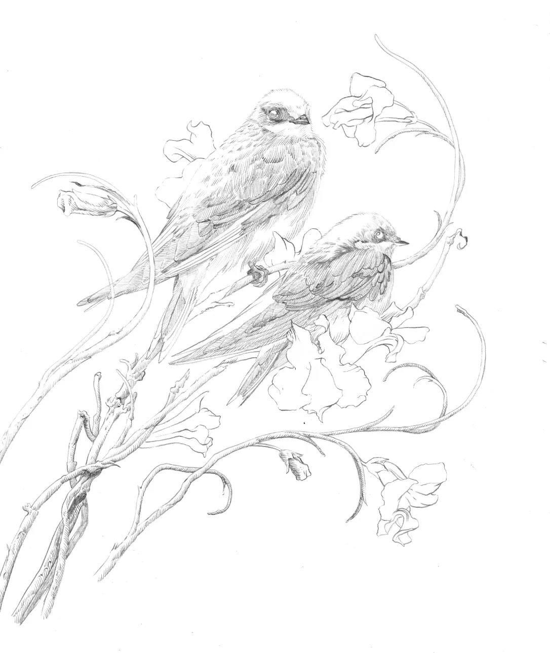 SWALLOWS - Regular Color