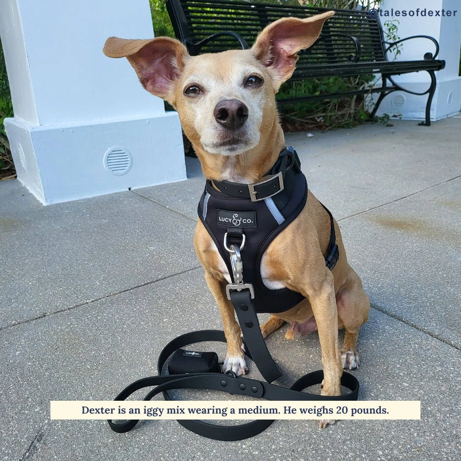 The Midnight No-Pull Harness