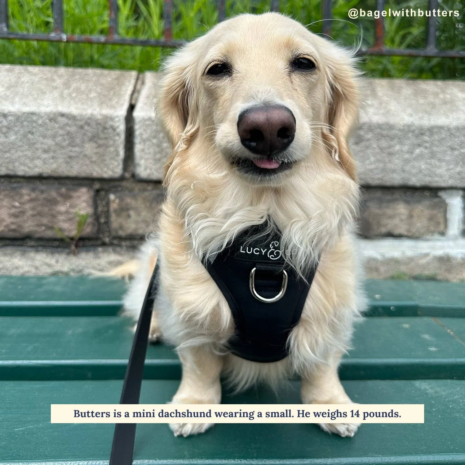The Midnight No-Pull Harness