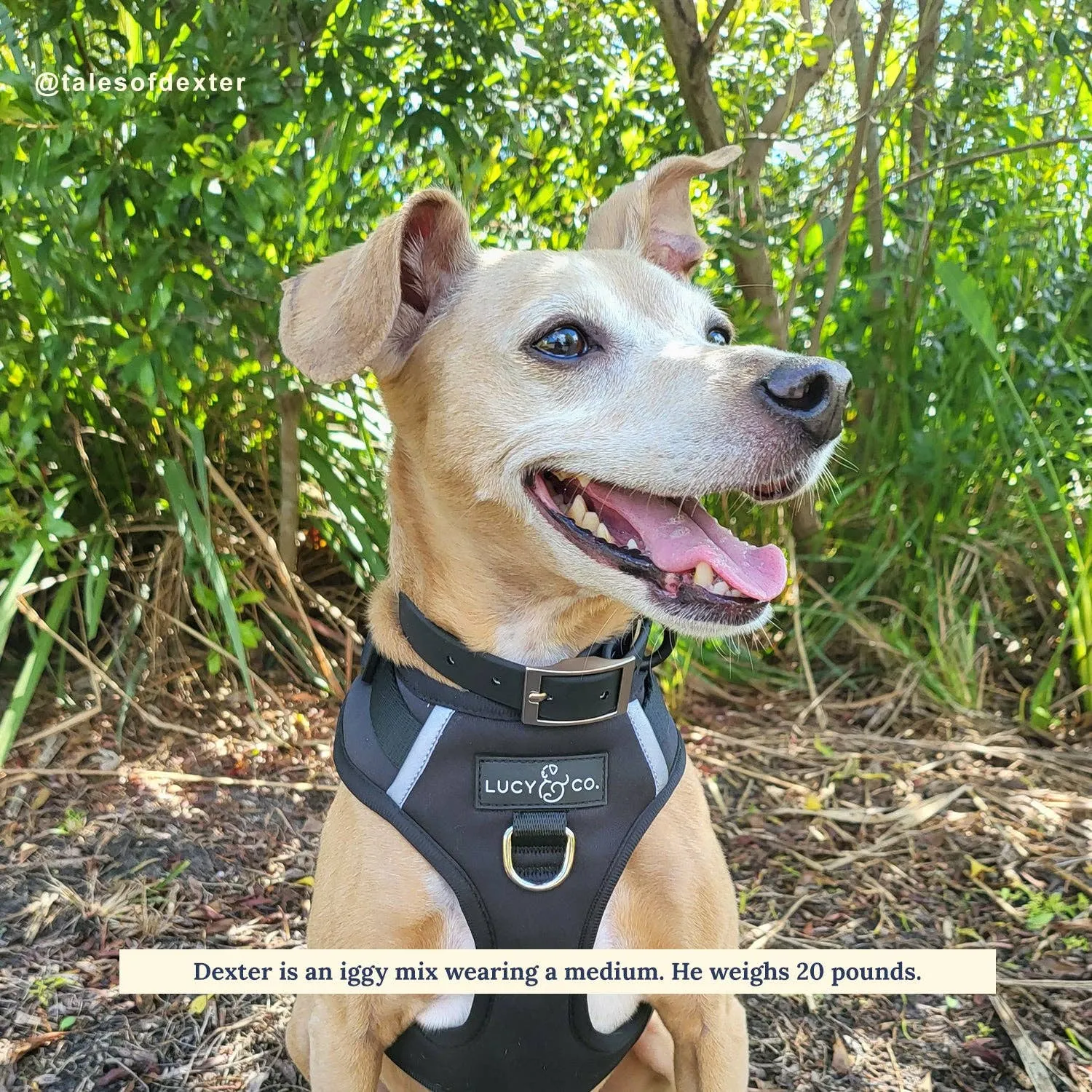 The Midnight No-Pull Harness